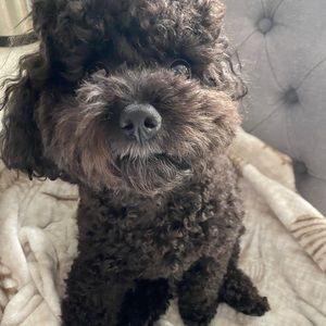 Meet your Posher, Ellen